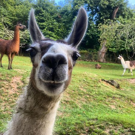 The Llama Farm France Saint-Cyr-Les-Champagnes 외부 사진