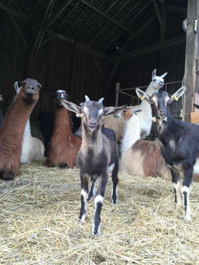 The Llama Farm France Saint-Cyr-Les-Champagnes 외부 사진