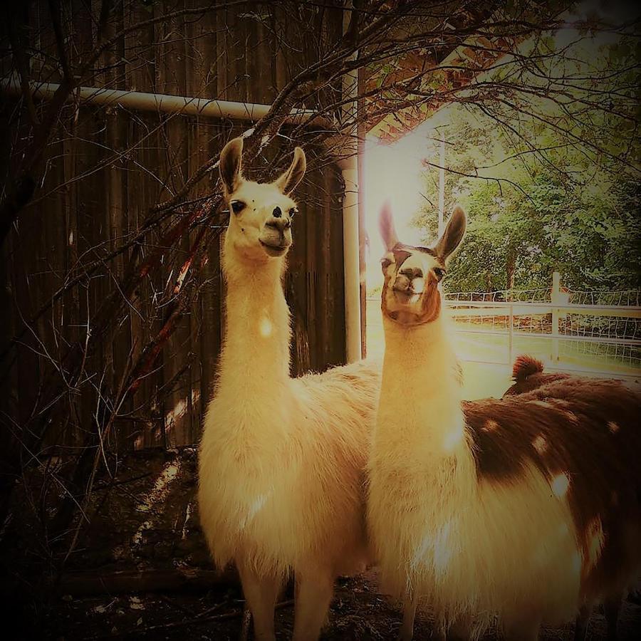 The Llama Farm France Saint-Cyr-Les-Champagnes 외부 사진