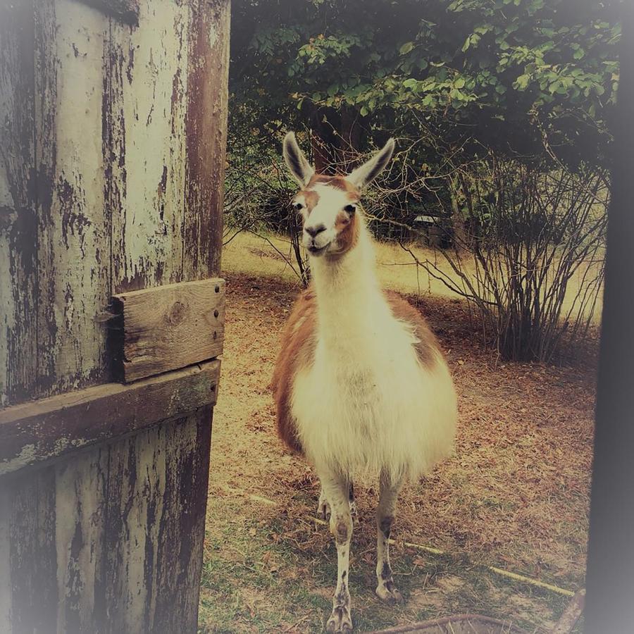 The Llama Farm France Saint-Cyr-Les-Champagnes 외부 사진
