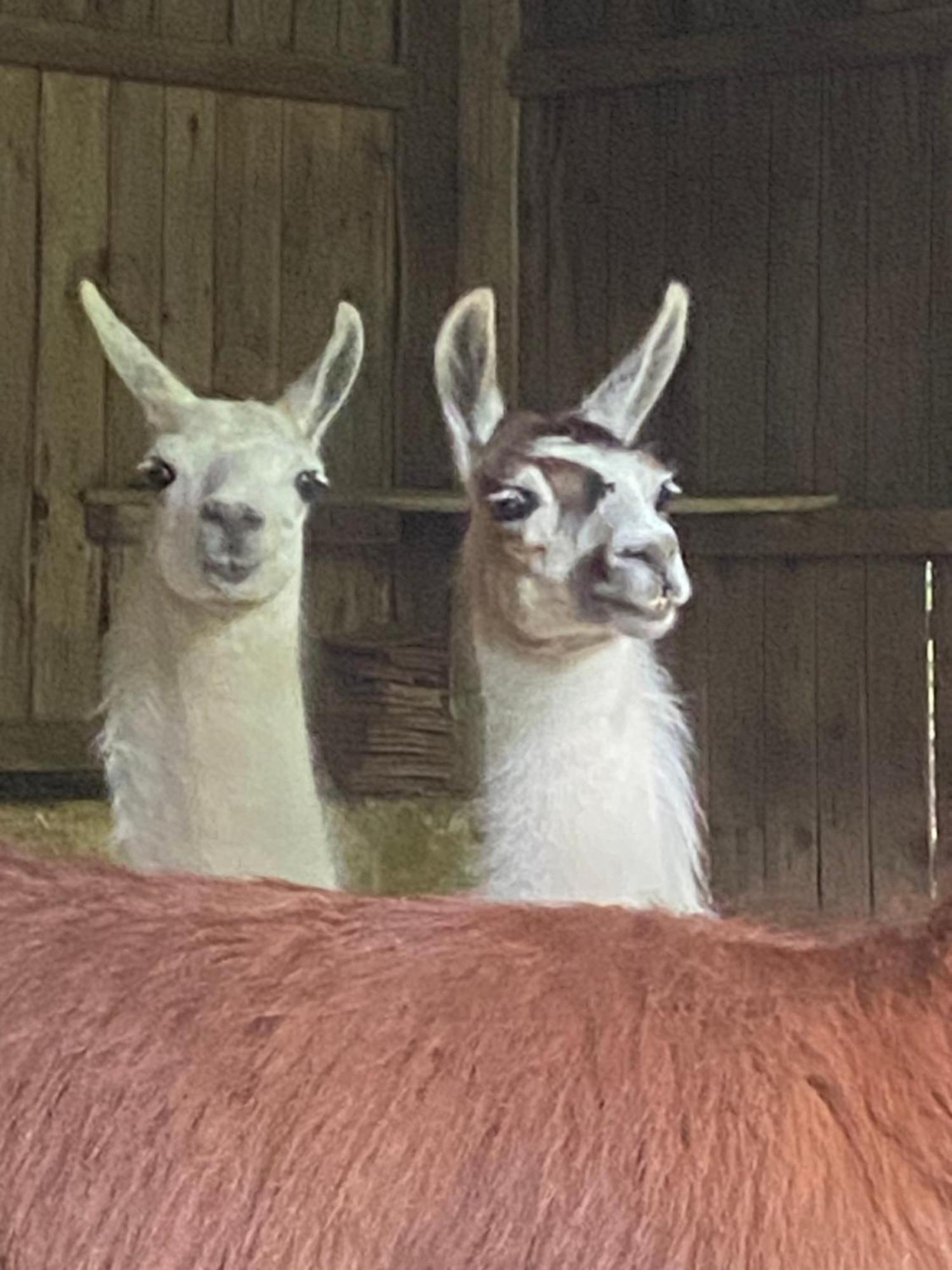 The Llama Farm France Saint-Cyr-Les-Champagnes 외부 사진