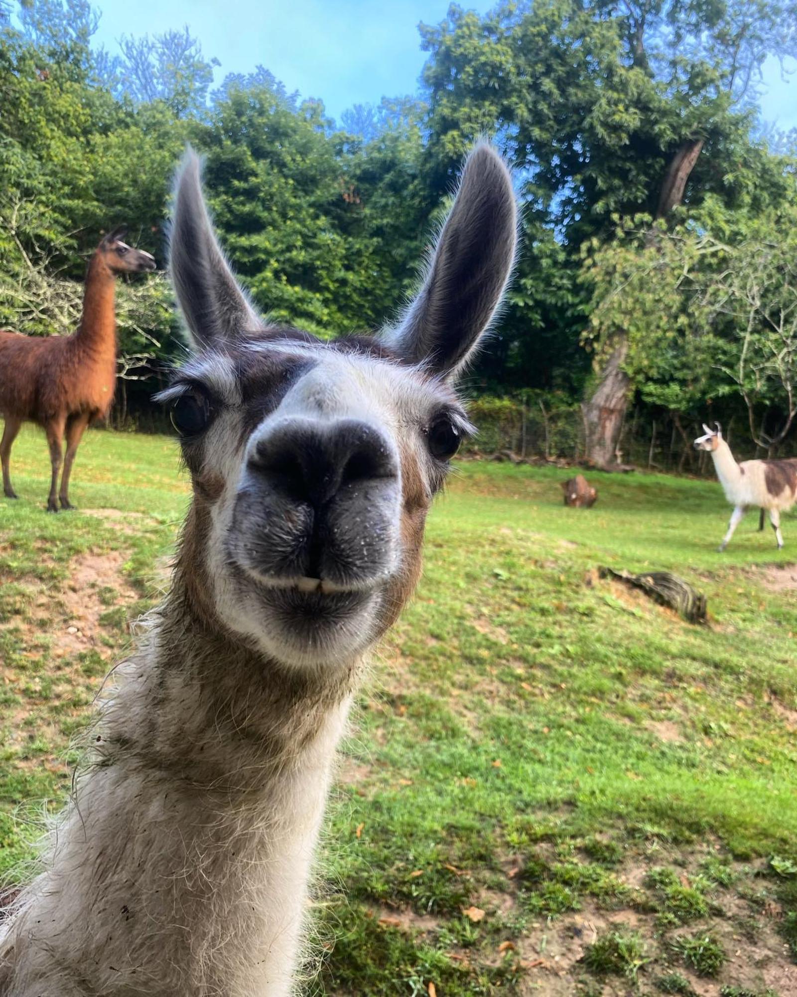 The Llama Farm France Saint-Cyr-Les-Champagnes 외부 사진