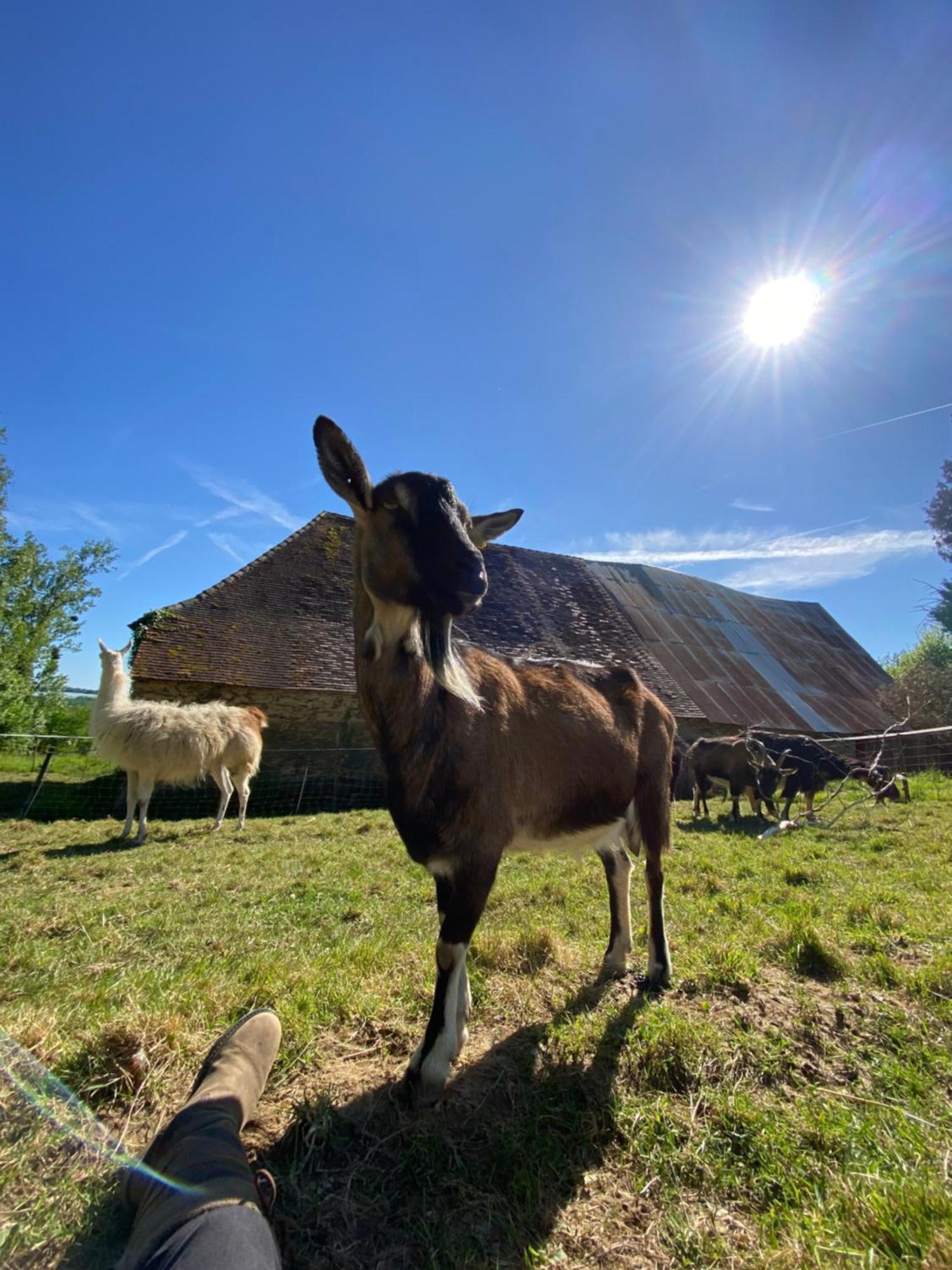 The Llama Farm France Saint-Cyr-Les-Champagnes 외부 사진