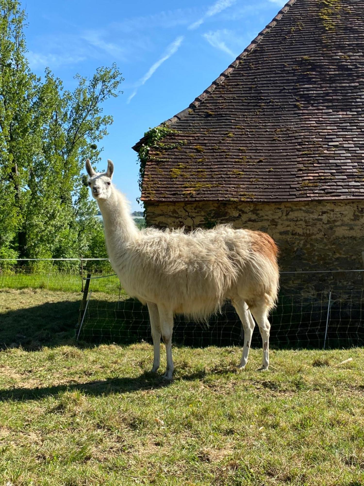 The Llama Farm France Saint-Cyr-Les-Champagnes 외부 사진