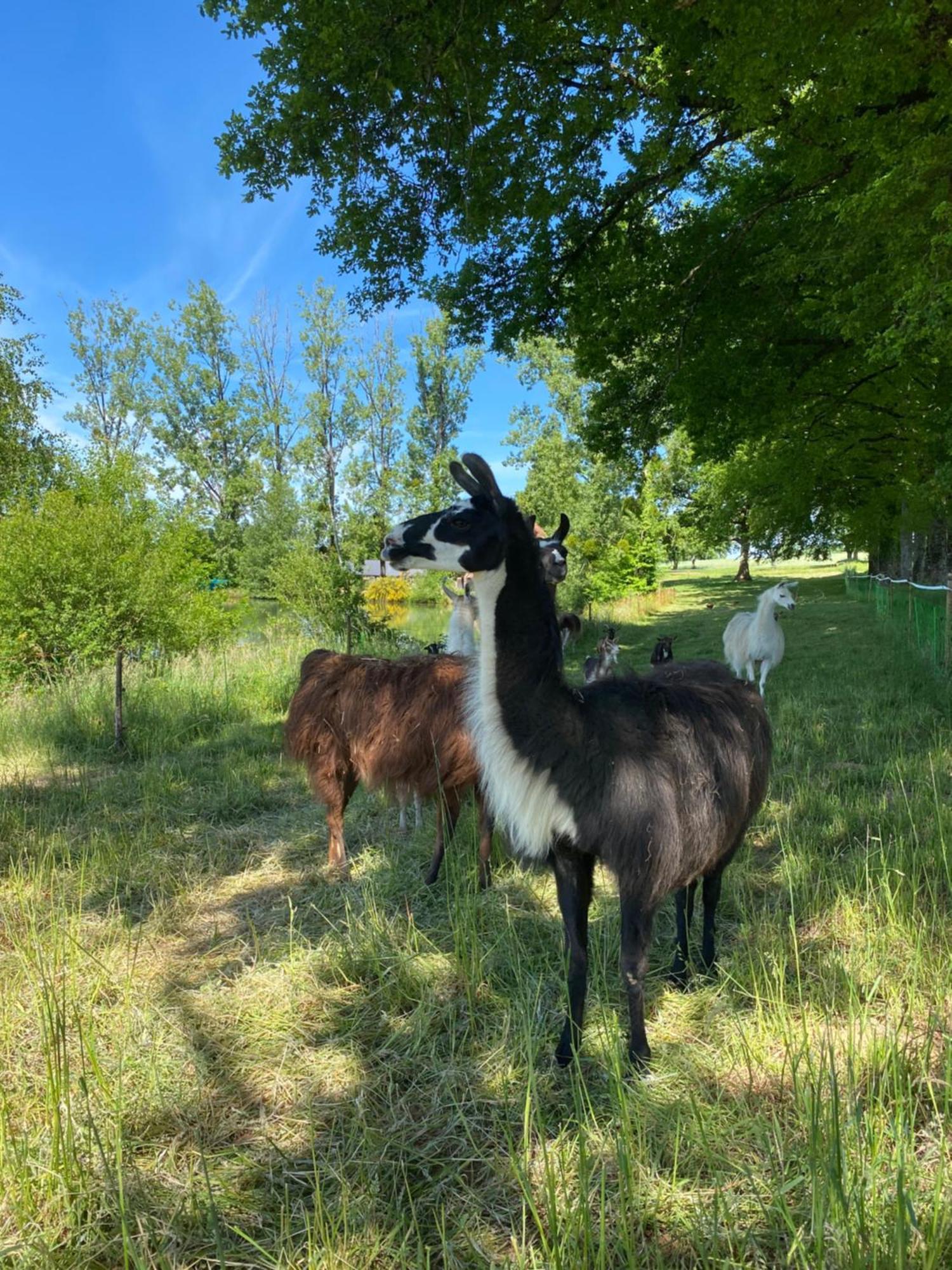 The Llama Farm France Saint-Cyr-Les-Champagnes 외부 사진