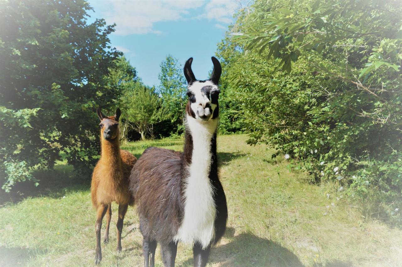The Llama Farm France Saint-Cyr-Les-Champagnes 외부 사진