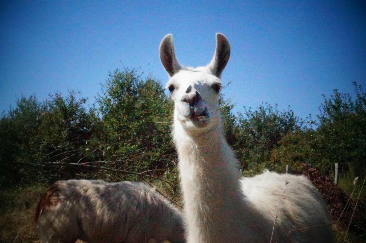 The Llama Farm France Saint-Cyr-Les-Champagnes 외부 사진