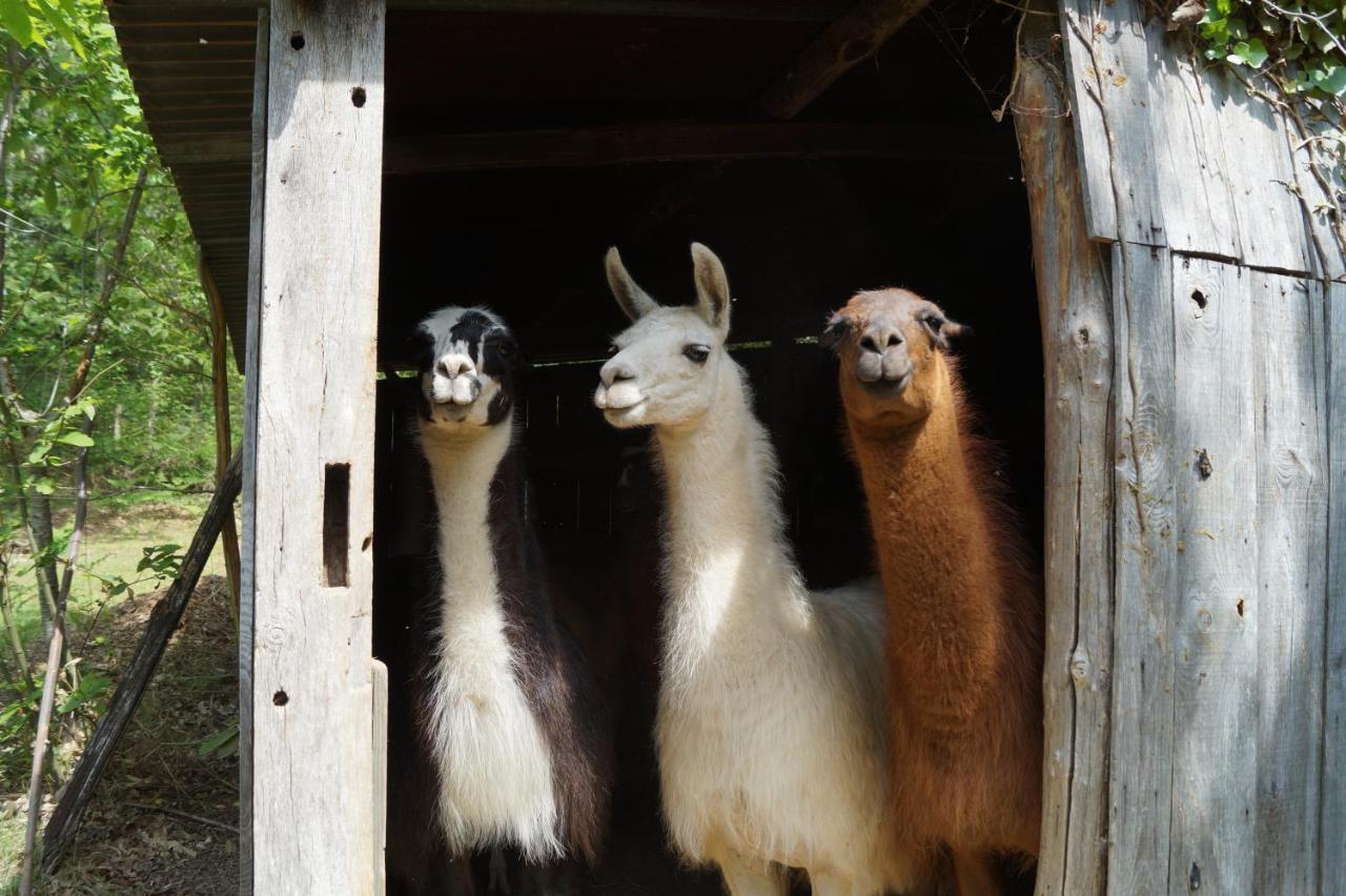 The Llama Farm France Saint-Cyr-Les-Champagnes 외부 사진