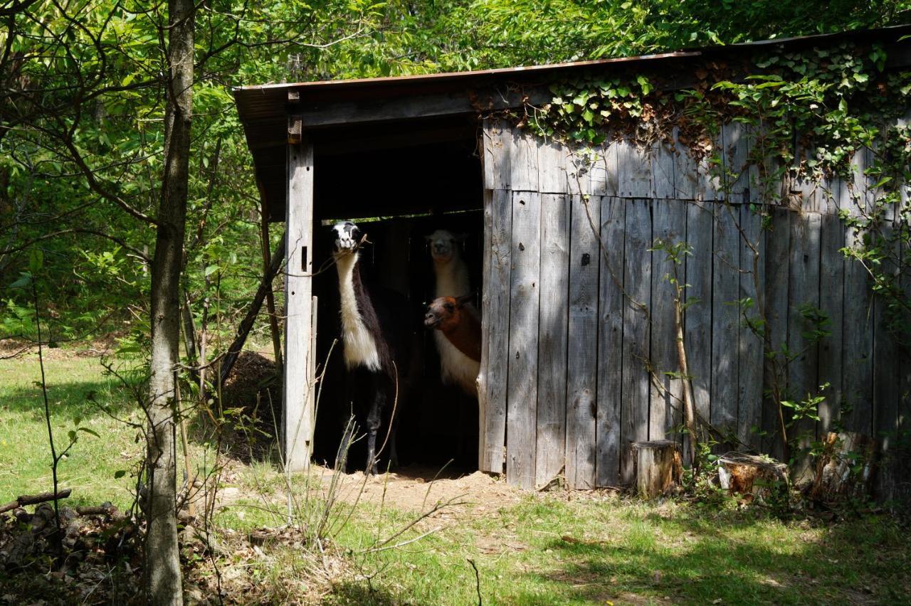 The Llama Farm France Saint-Cyr-Les-Champagnes 외부 사진